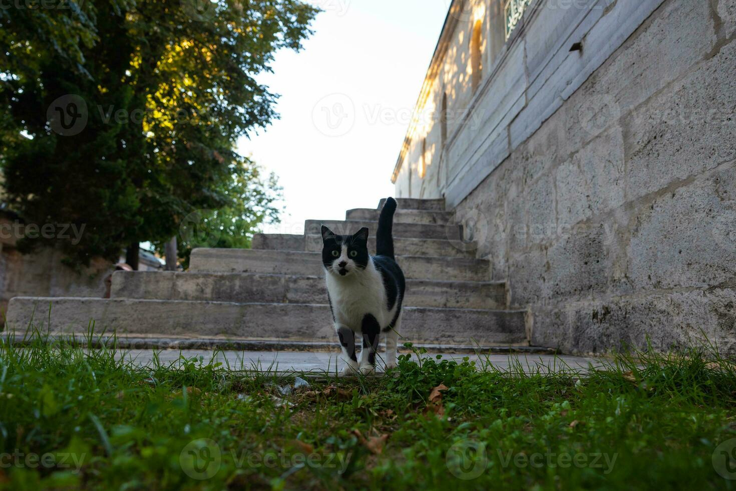 A stray cat walking in the garden of a mosque in Istanbul photo