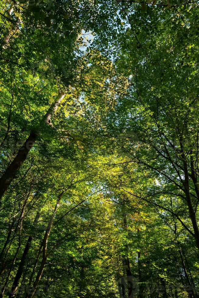 Lush forest vertical background photo. Carbon neutrality concept photo