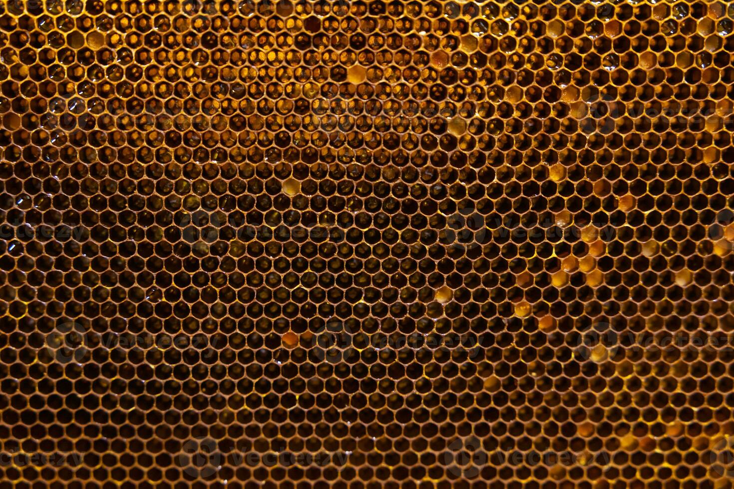 Honeycomb in full frame view with cells with full of bee breads photo