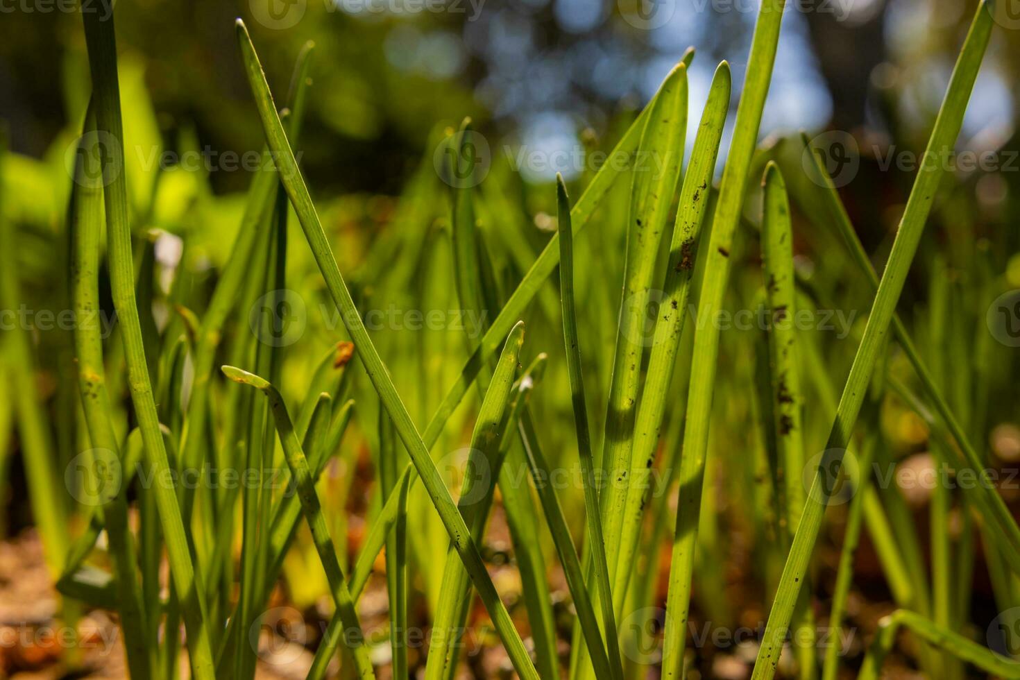 Close up view of grasses or crops. Carbon neutrality concept photo