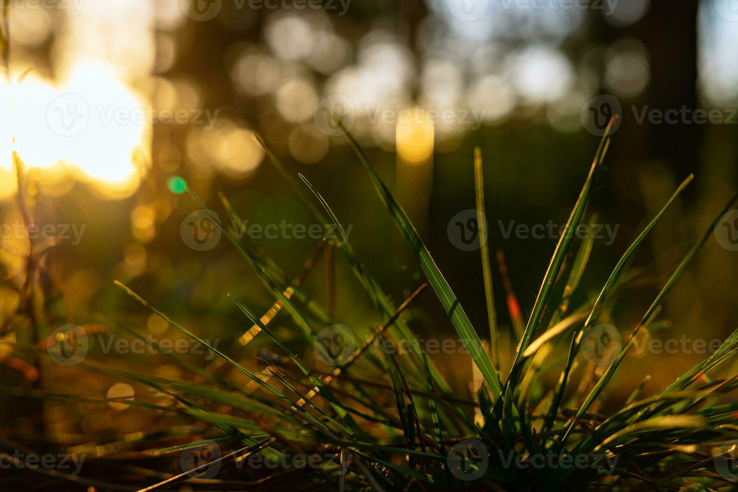 Grasses in focus. Earth Day or World Environment Day concept photo