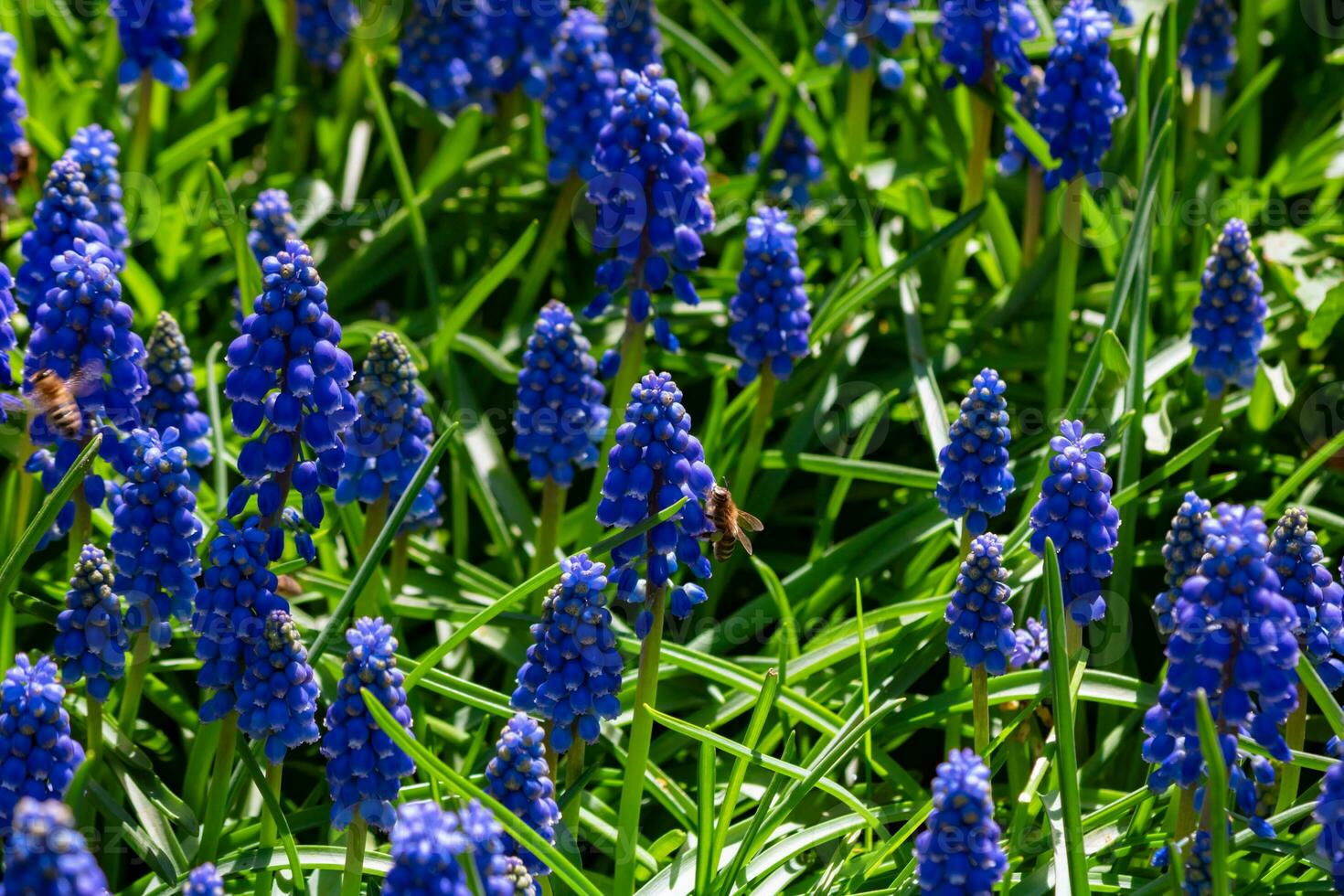 Bees and grape hyacinths. Biodiversity concept photo