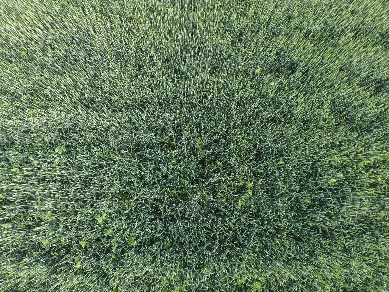 Texture of wheat field. Background of young green wheat on the field. Photo from the quadrocopter. Aerial photo of the wheat field