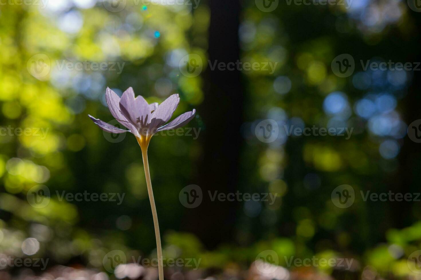 Autumn crocus or colchicum autumnale in the forest in focus. photo