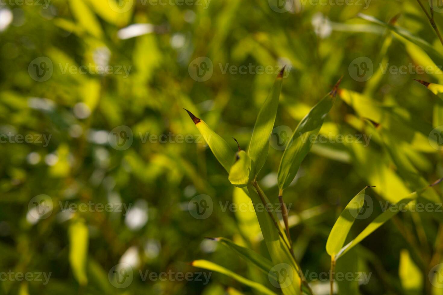 Bamboo leaves in focus. Bamboo leaves background photo in full frame view