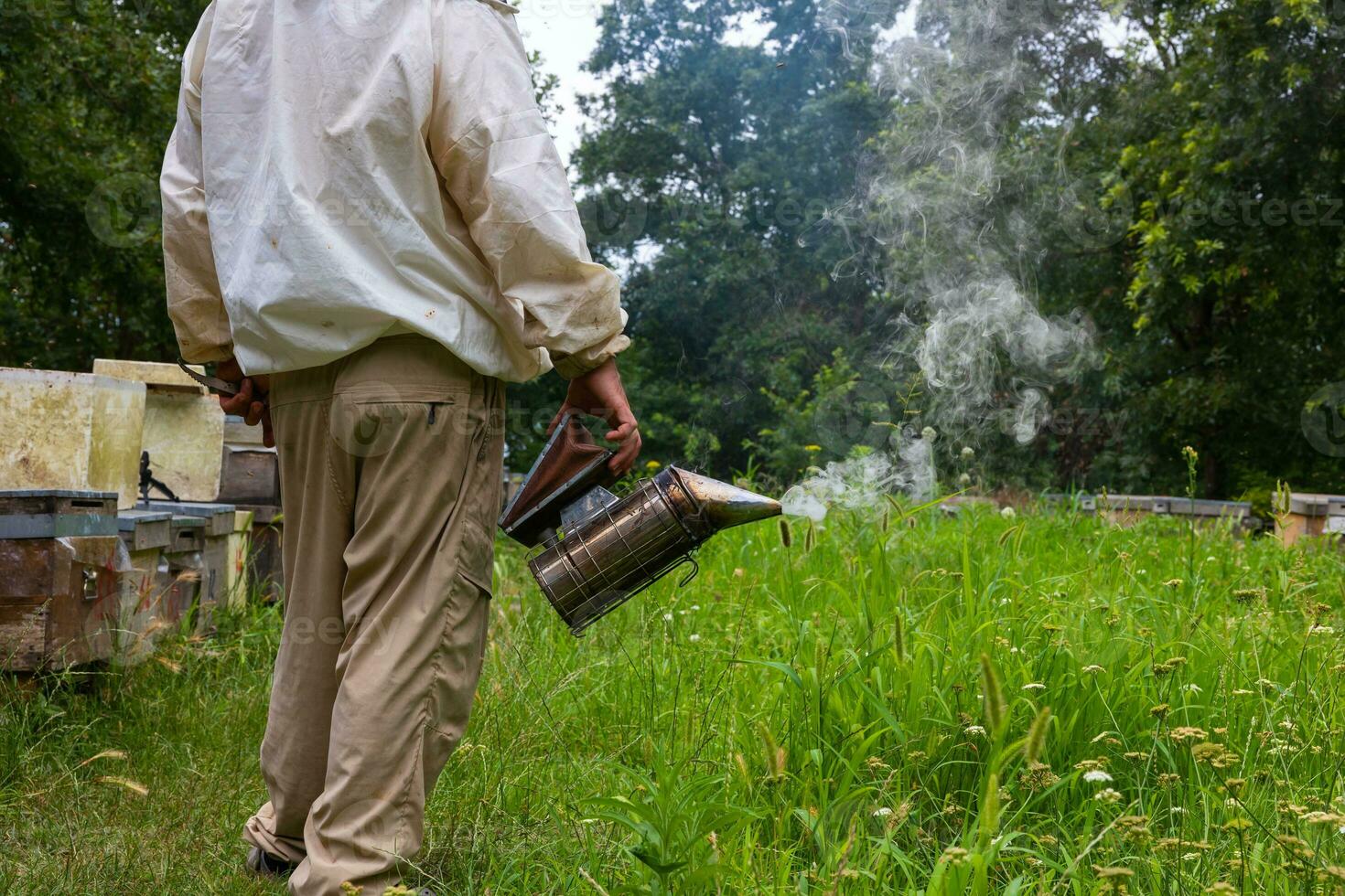 Beekeeper with bee smoker in the apiary in a forest. photo