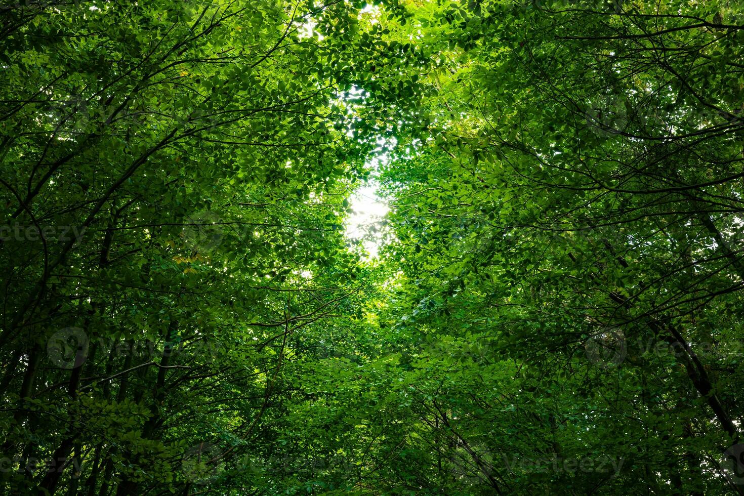 Lush forest background photo. Carbon net-zero or carbon neutrality concept photo