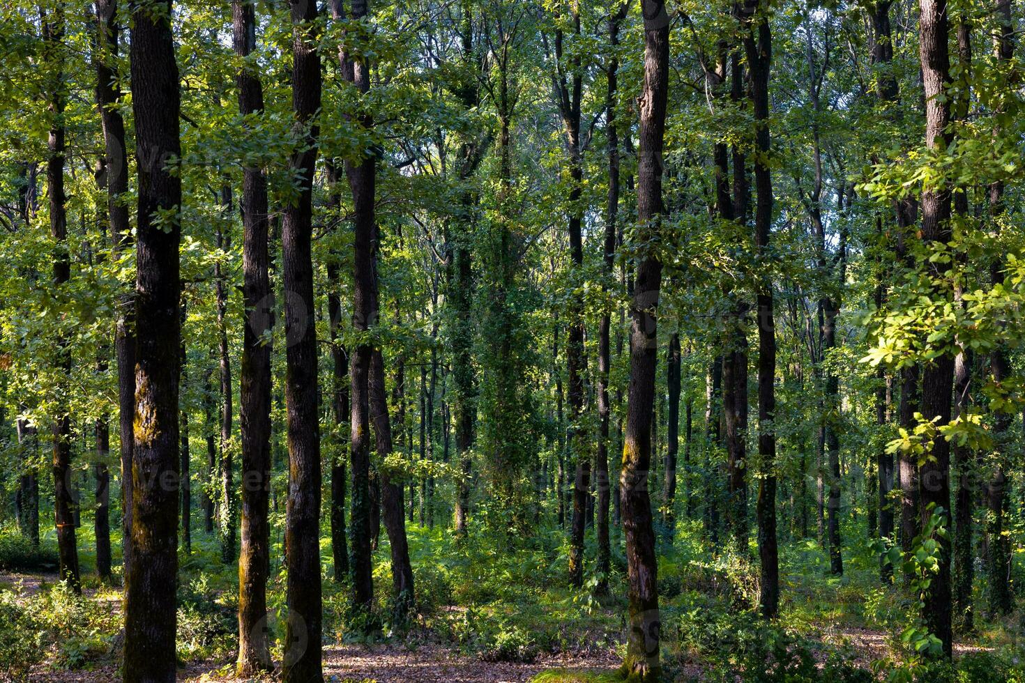 Forest view at sunset from inside the forest. Carbon neutrality concept photo