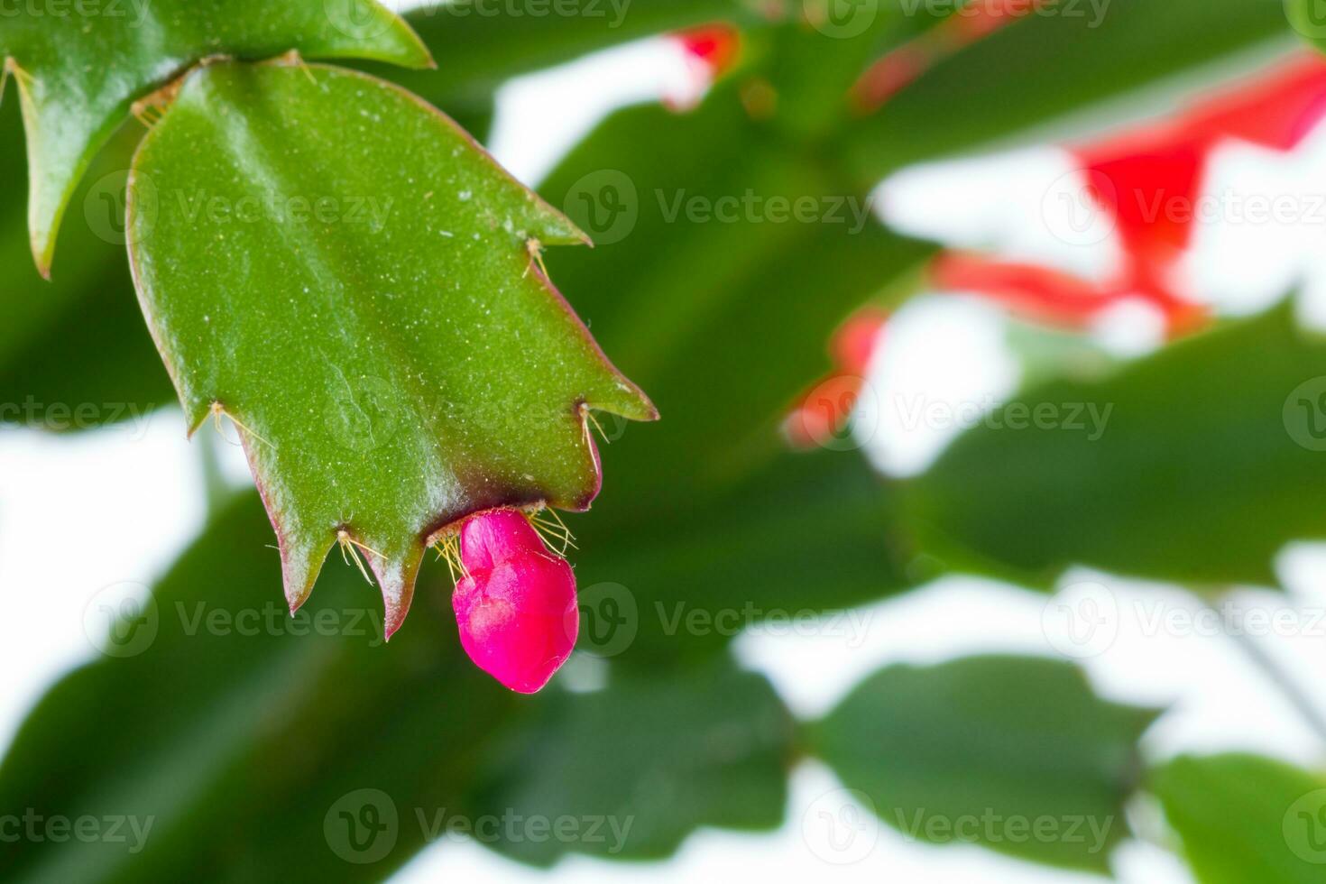 Christmas cactus flower bud in focus. photo