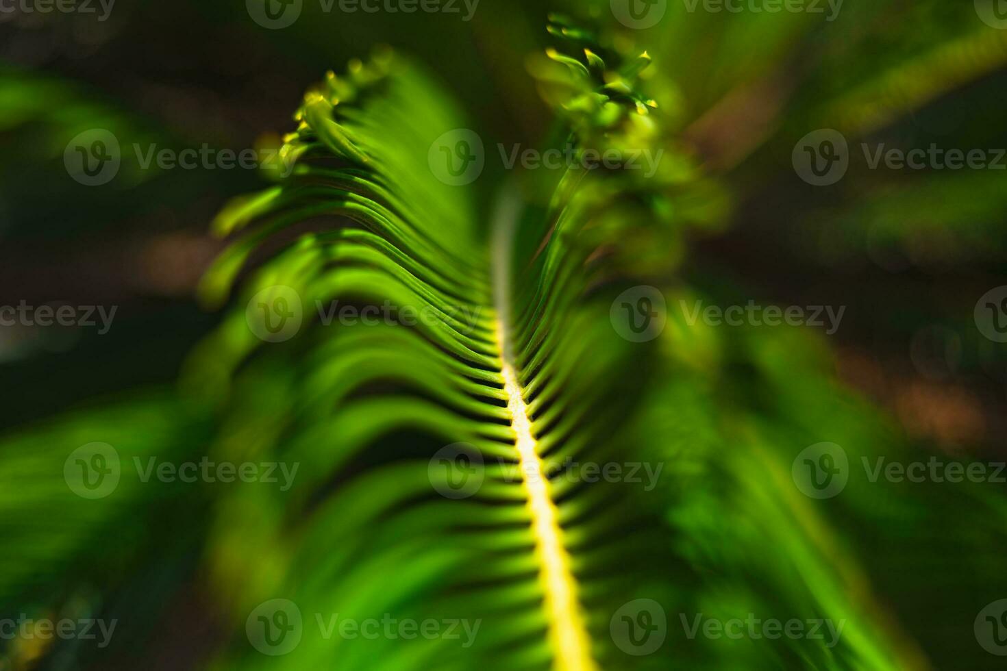 Sago palm leaves in focus. Palm leaves background photo