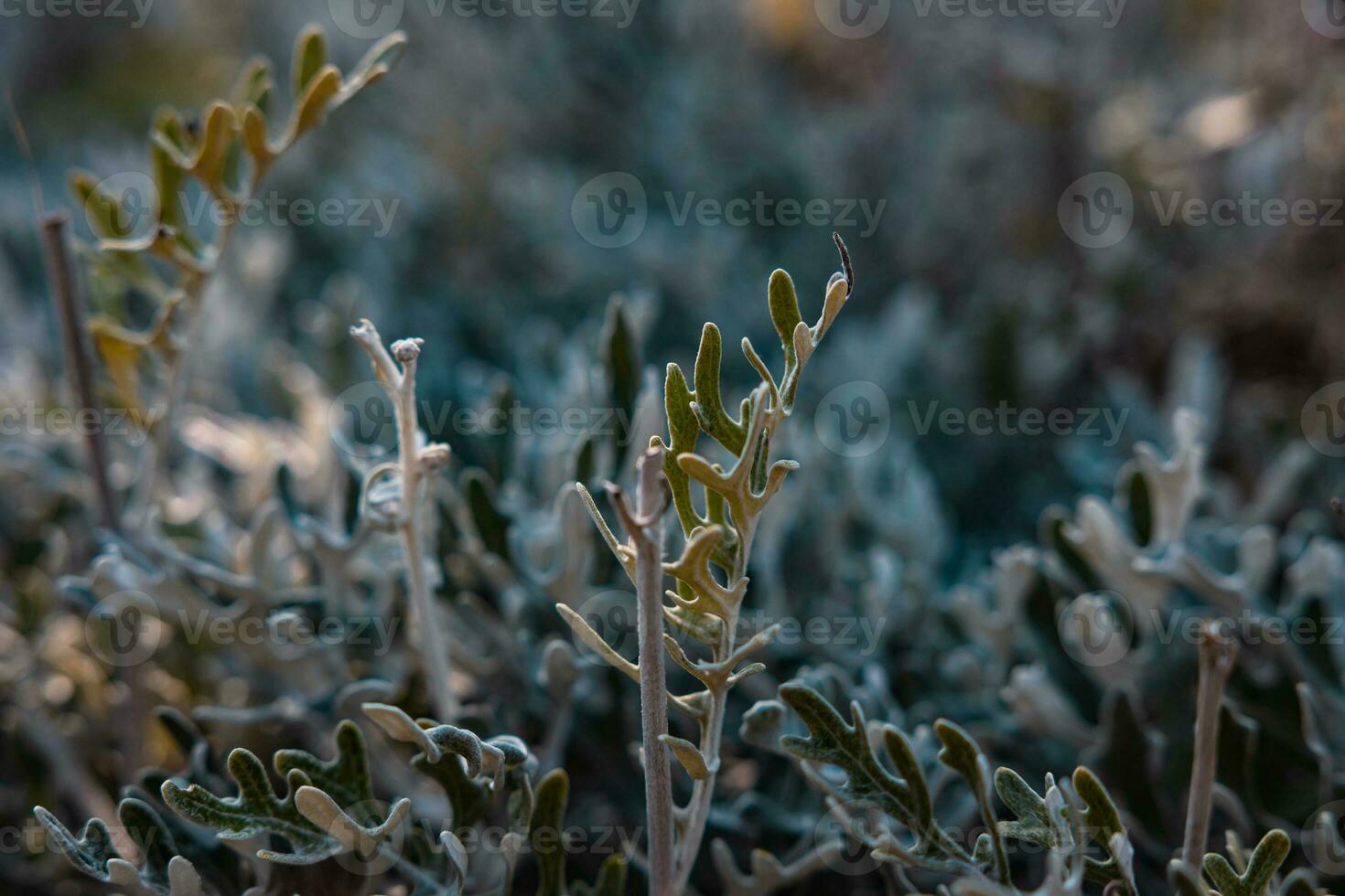 Leaves of silver ragwort or dusty miller or jacobea maritama in focus photo