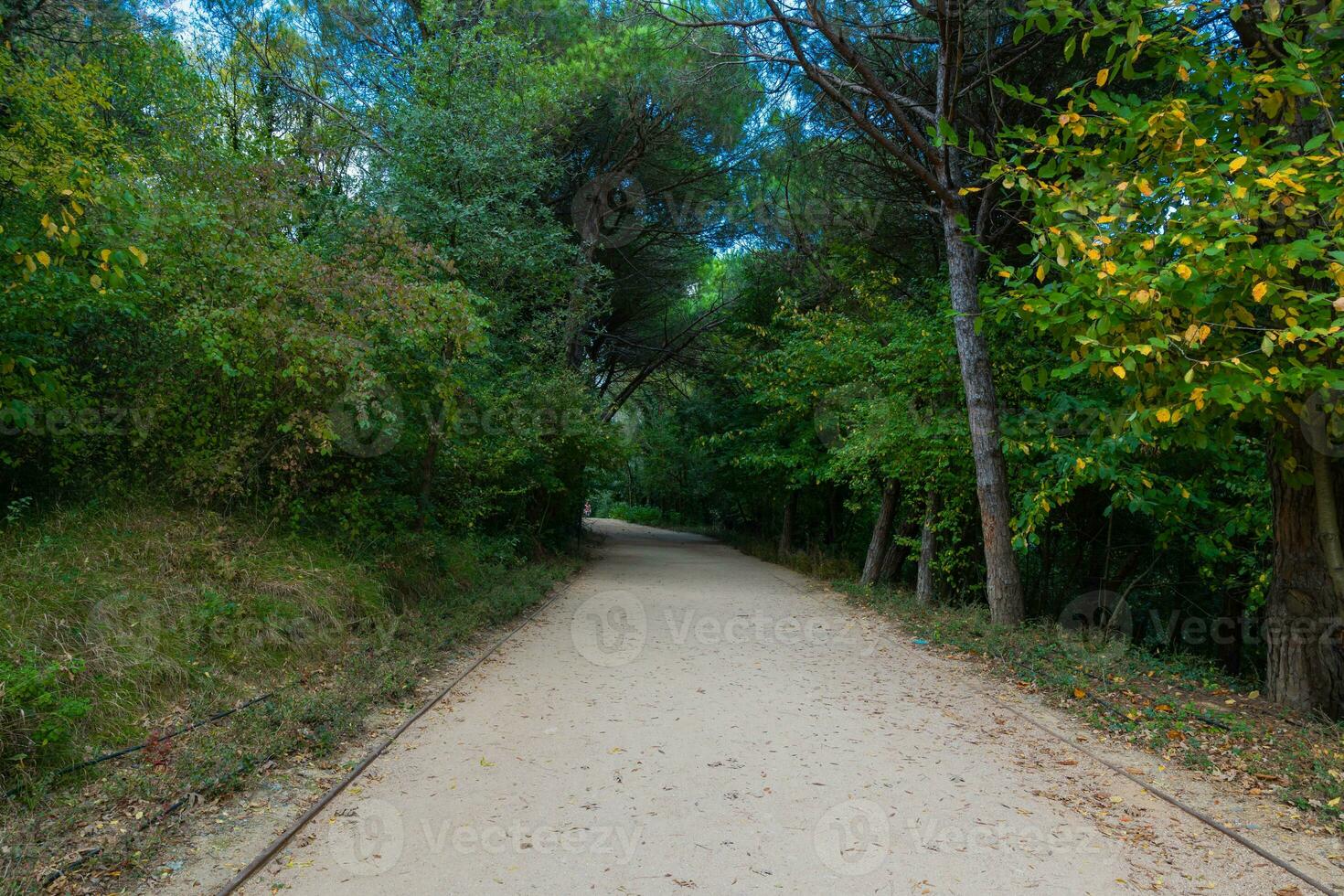 trotar sendero en el parque en el otoño. ataturk ciudad bosque. foto