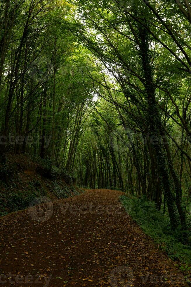 Hiking trail in the forest vertical background photo. Polonezkoy Nature Park photo