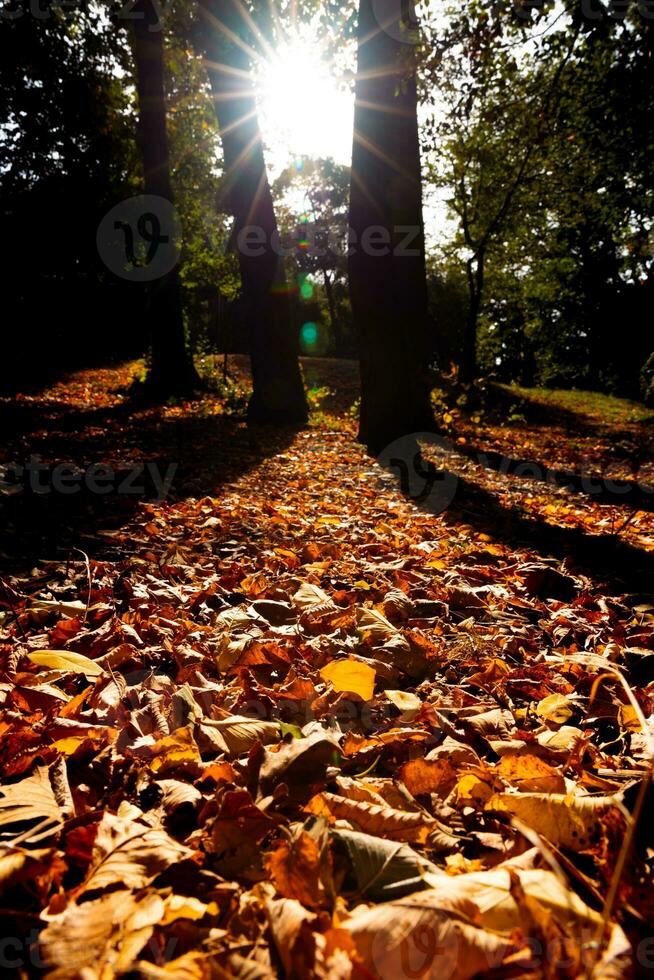 Fall or autumn view in the forest. Fallen brown leaves on the ground photo