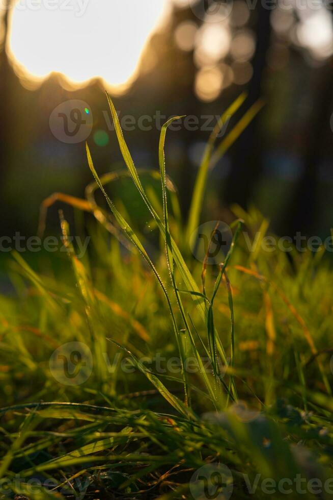 Grasses or crops at sunset from ground level. Carbon neutrality concept photo