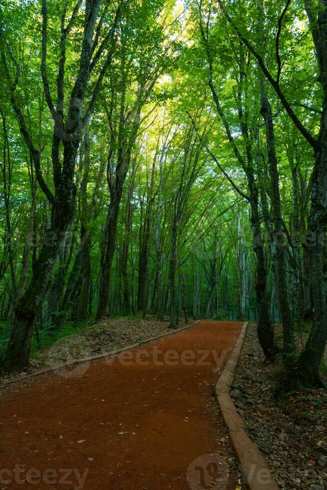 Jogging trail in a forest with tall trees around it. Belgrad Forest in Istanbul photo