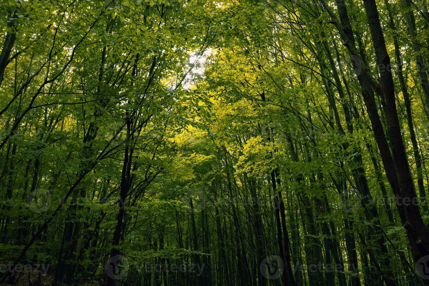 Lush forest. Forest view from inside and tall trees with green leaves photo