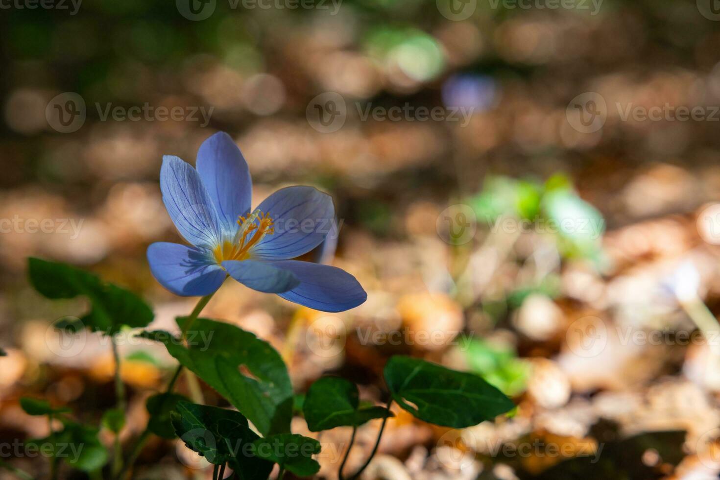 Autumn crocus or colchicum autumnale in the forest photo