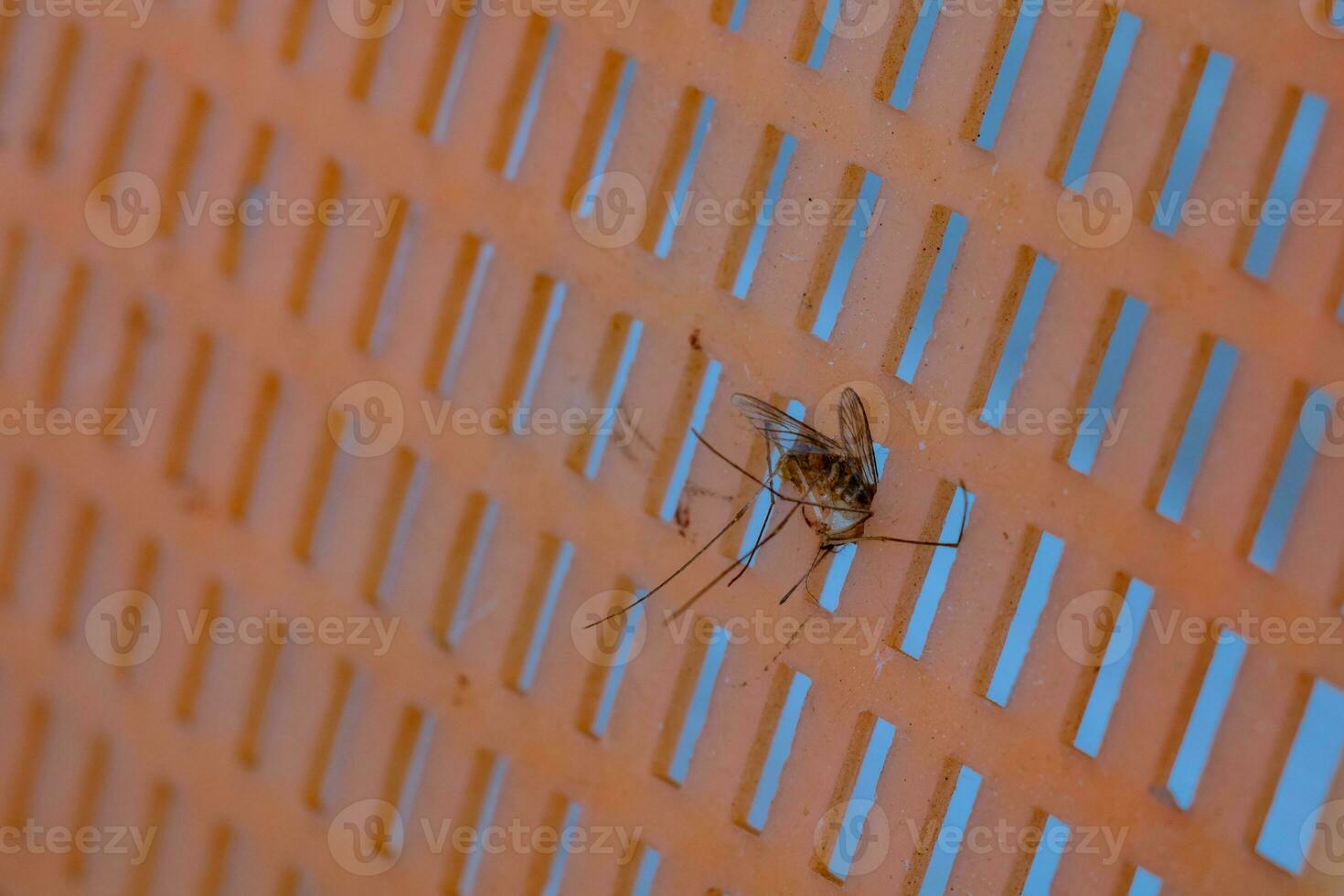 Mosquito body on the mosquito swatter in close up view. photo