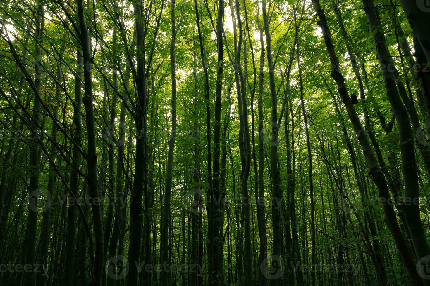 Lush forest background photo. Tall trees in moody view photo