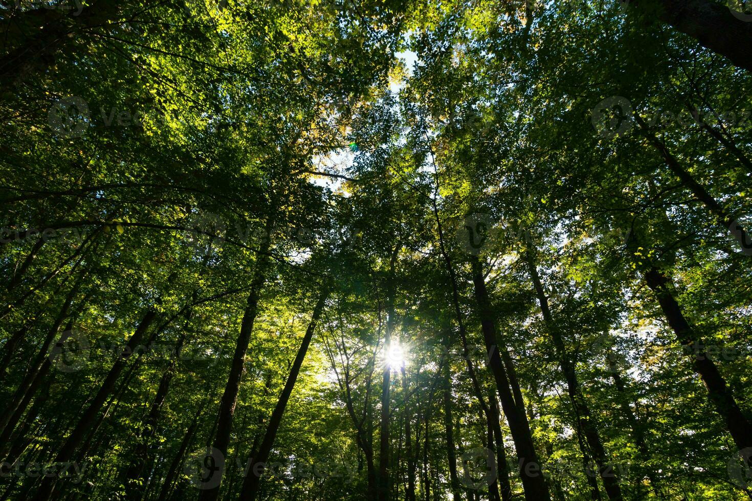 Wide angle view of lush forest from below with sunlight between the trees photo