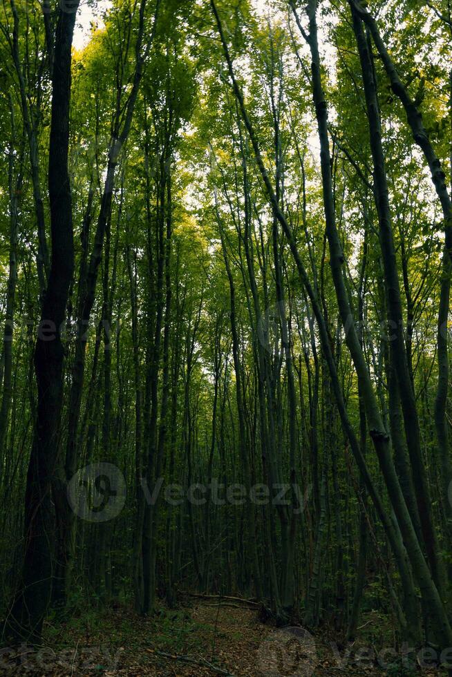 Moody forest background photo. Tall trees in lush forest. photo