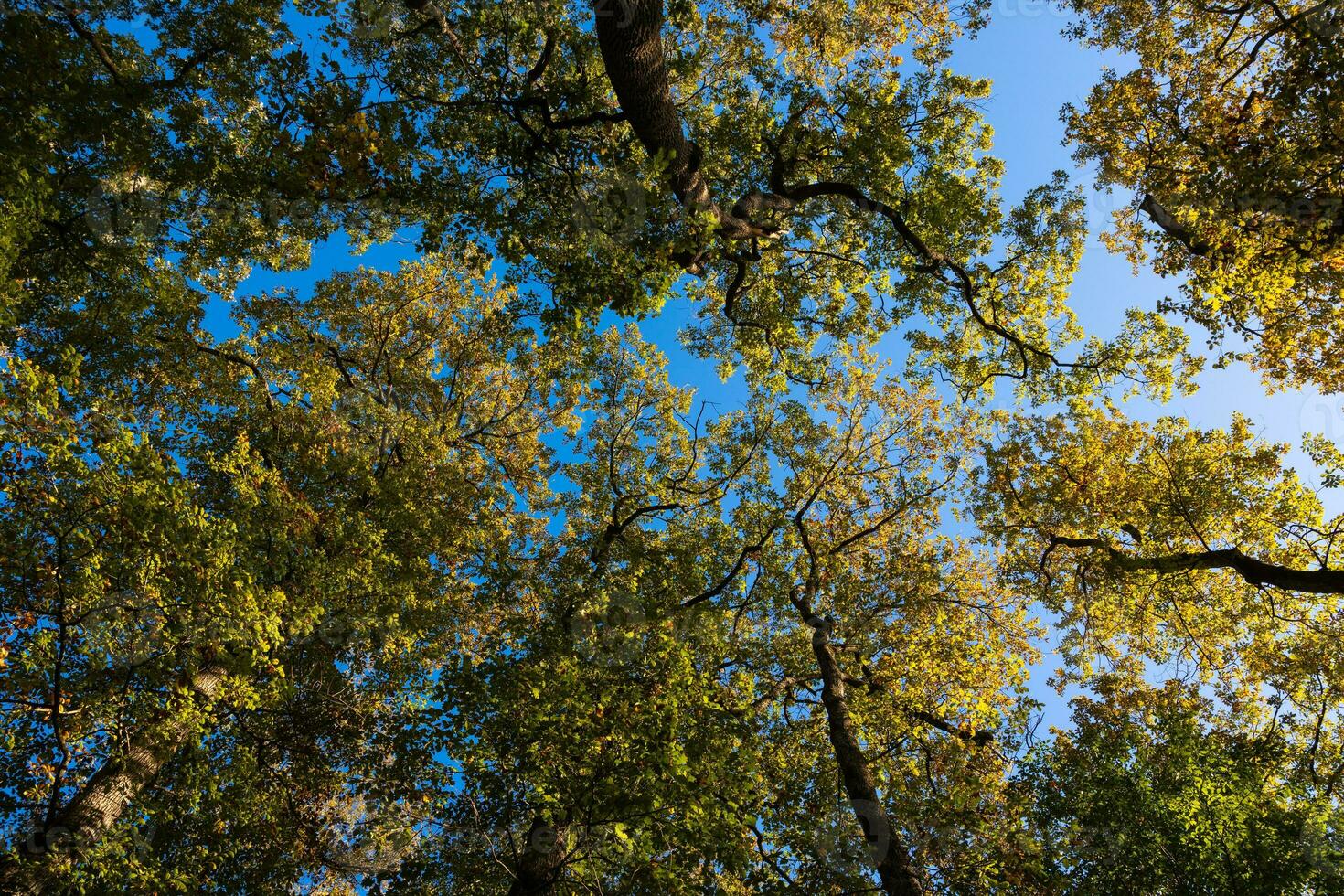 Trees from below. Earth day or World environment day concept photo