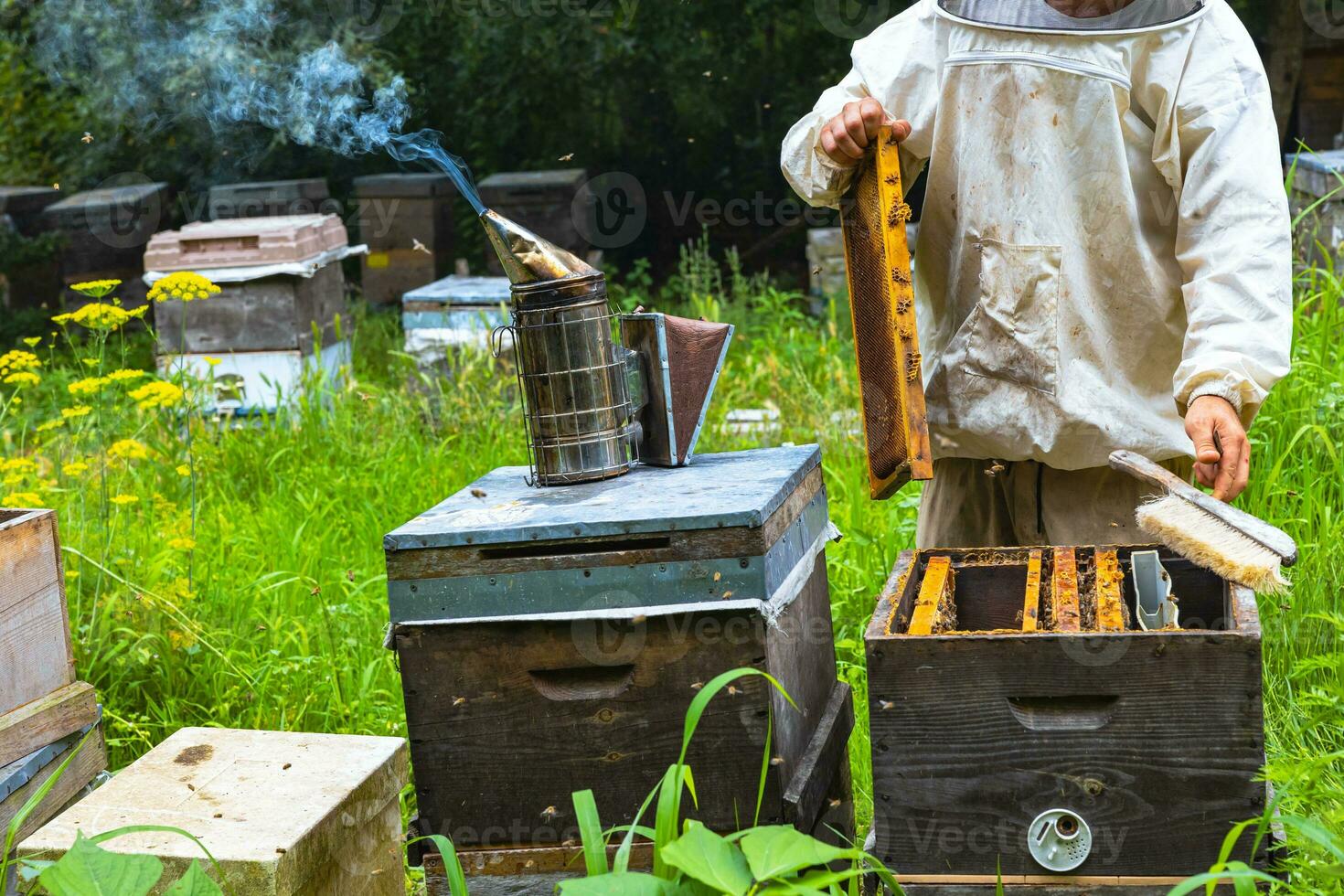 A beekeeper holding a frame of honeycomb with a bee smoker and beehives photo