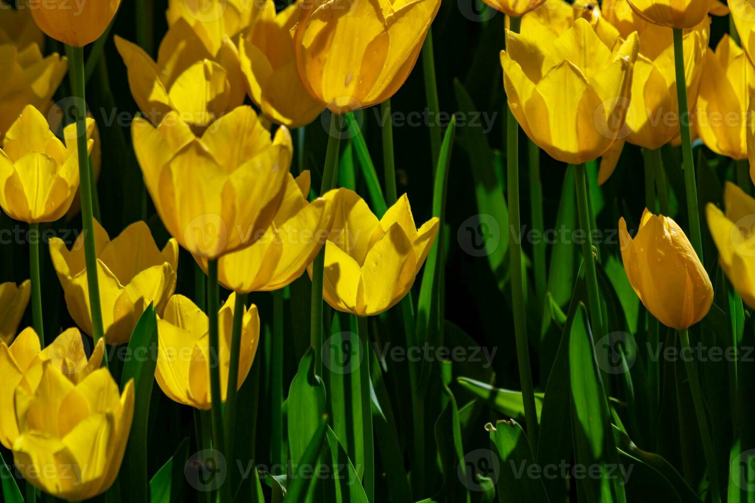 Spring flowers background photo. Yellow tulips in full frame view photo