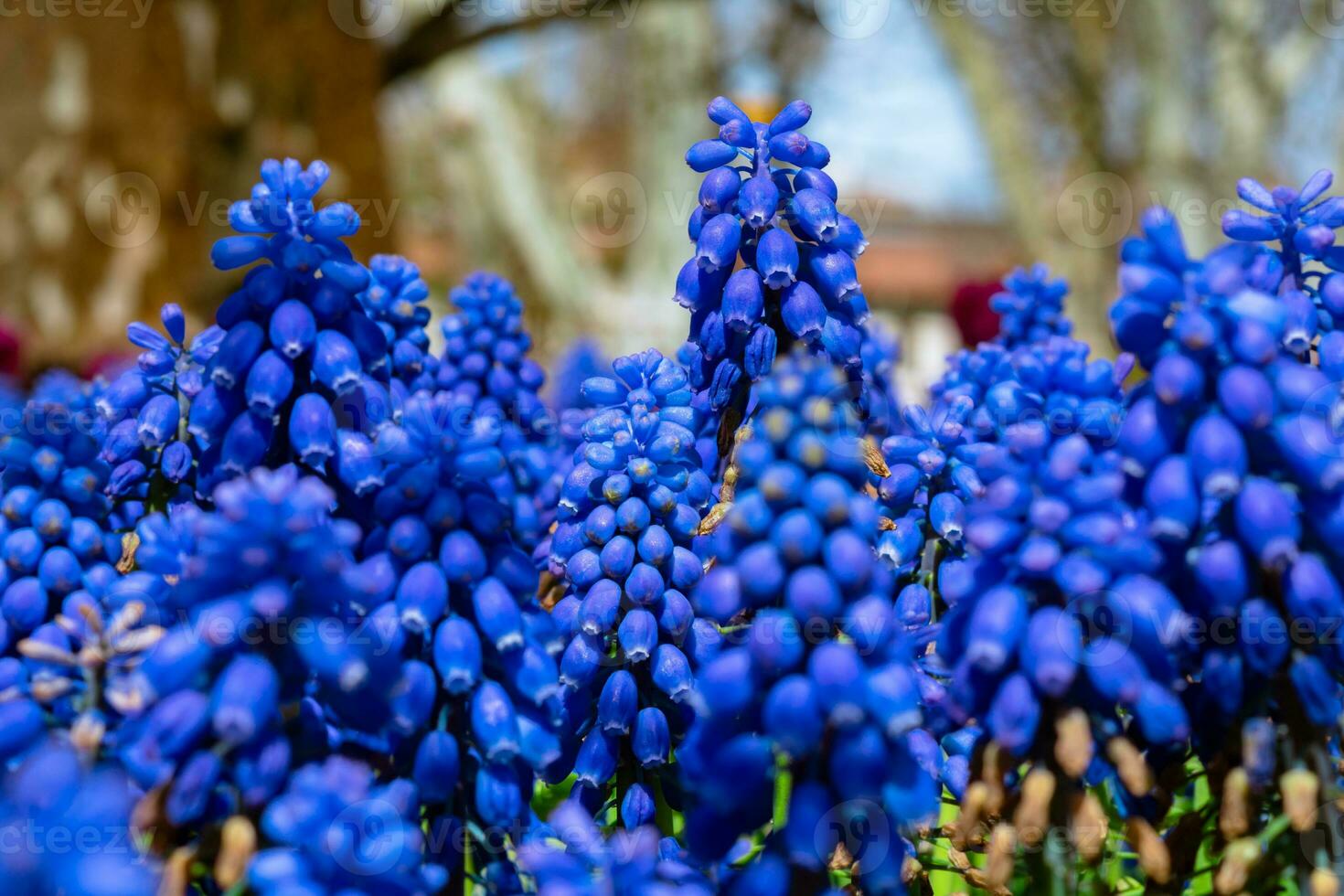 Grape hyacinths or muscari armeniacum in focus. photo