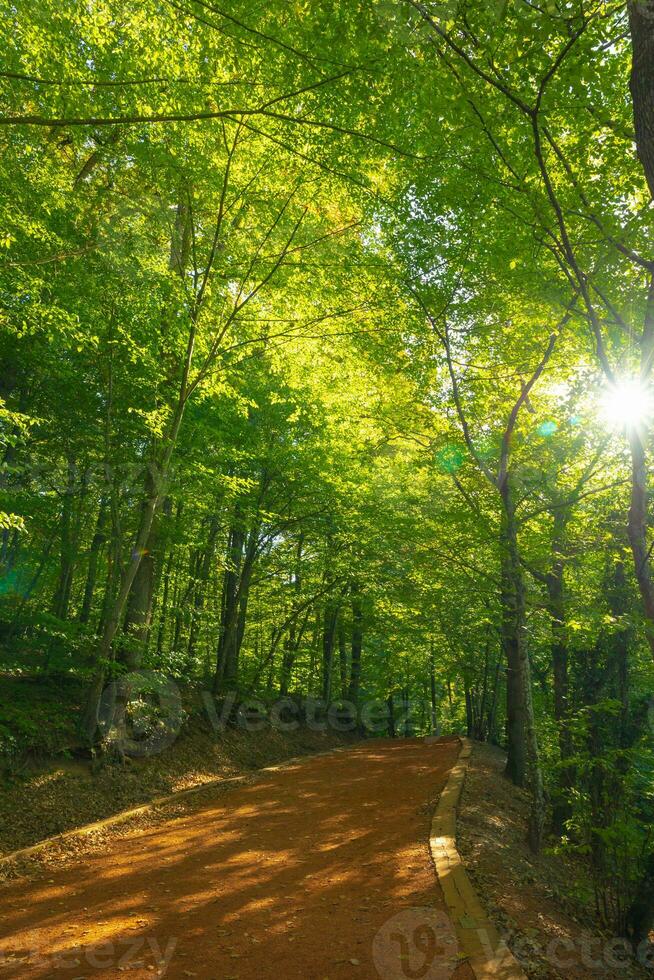 Belgrad forest in Istanbul. Jog or hike trail in the forest. photo