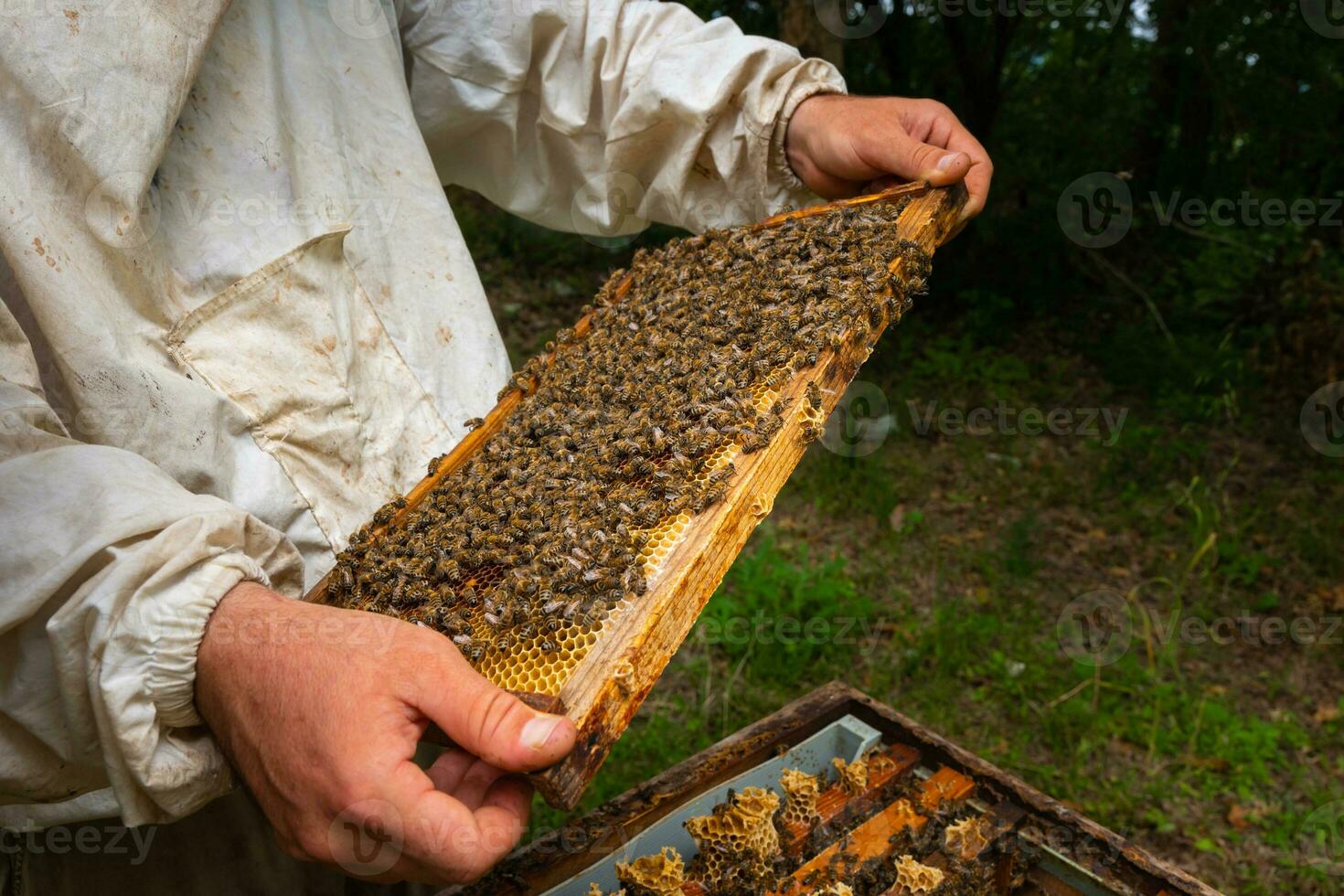 A honeycomb frame on the beekeeper's hands. Apiculture or honey production photo