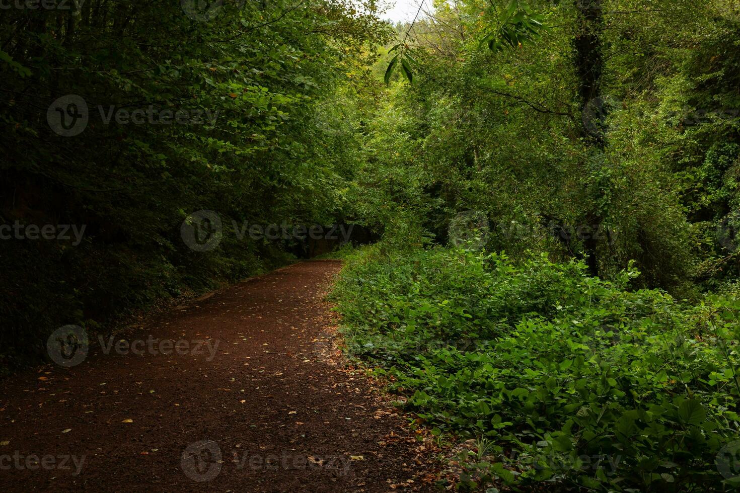 Jogging trail in the forest in the autumn. Brown leaves on the ground. photo