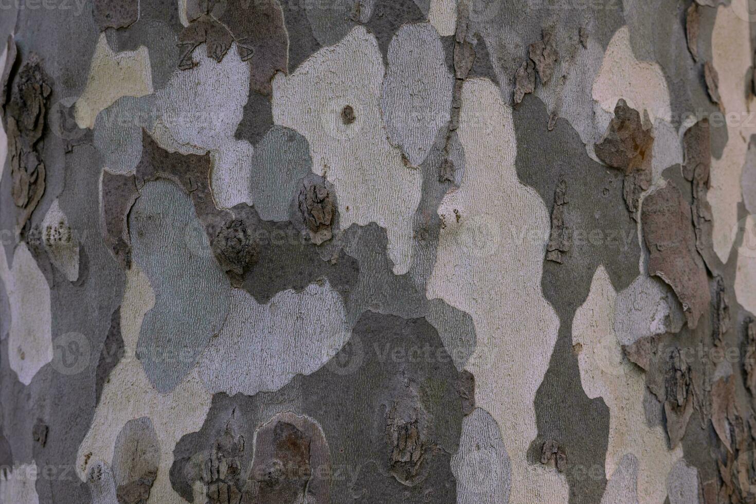 Plane tree bark texture. Bark abstract background photo