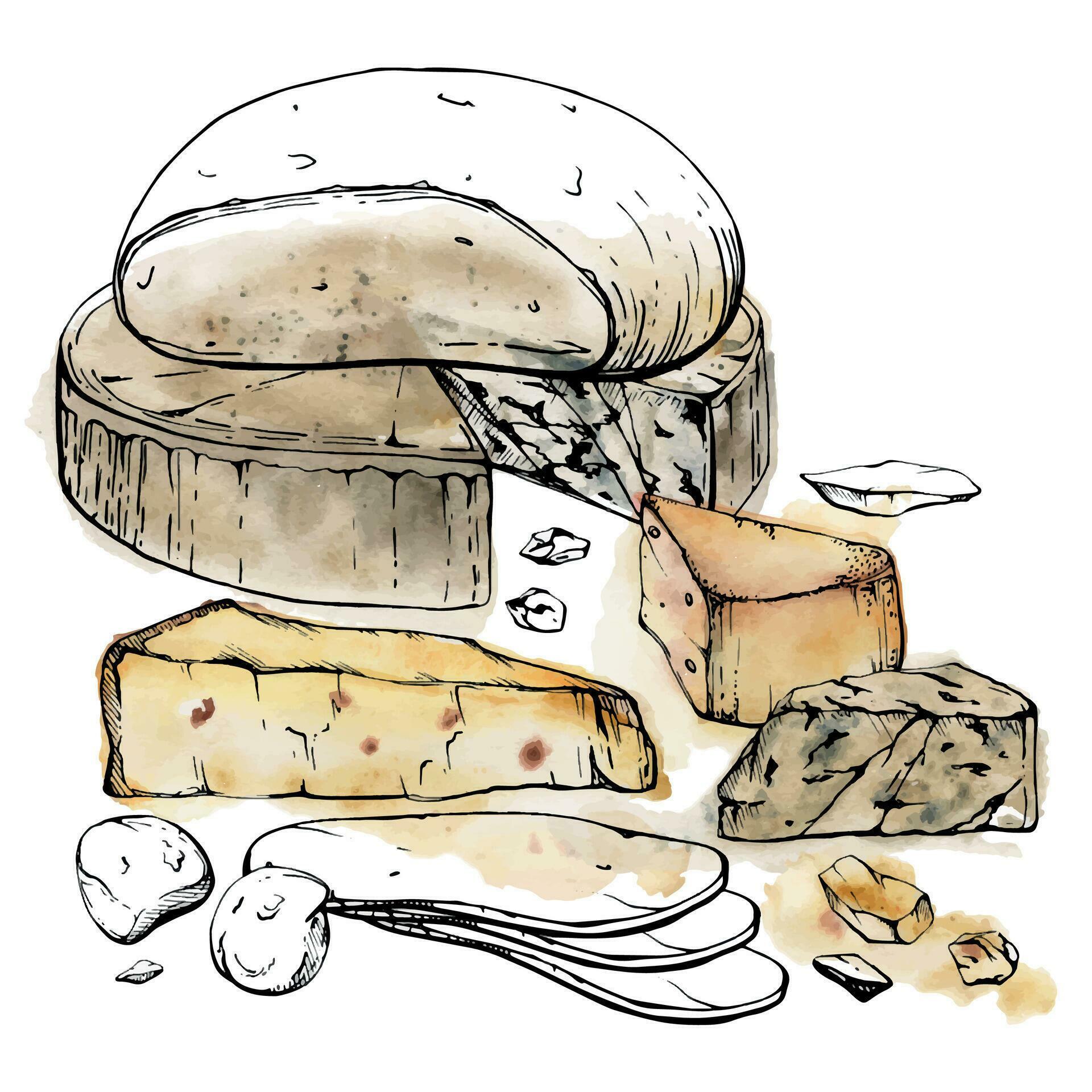 Hand drawn watercolor ink illustration. Assortment of cheese mozzarella