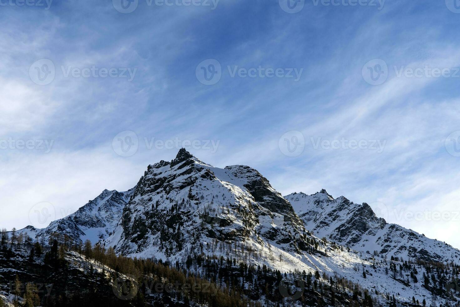 Mountain landscape with fir trees photo