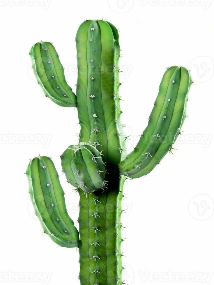 Cactus Leaves on White Background - Cereus Grandiflorus Extract photo