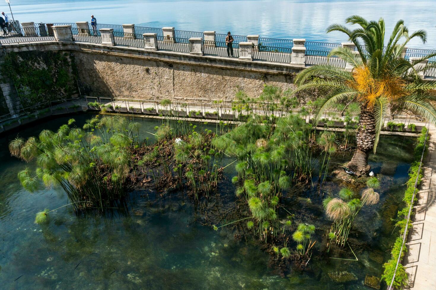 Syracuse, Italy-May 9, 2022-View of the Fonte Aretusa in the island of Ortigia in Syracuse during a sunny day photo