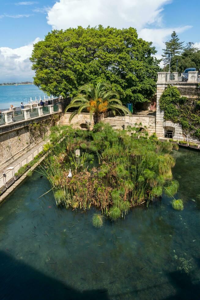 Syracuse, Italy-May 9, 2022-View of the Fonte Aretusa in the island of Ortigia in Syracuse during a sunny day photo
