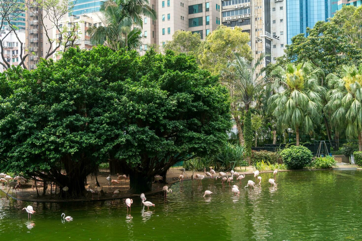 Hong Kong,March 27, 2019-View of the Hong Kong public park during a cloudy day photo