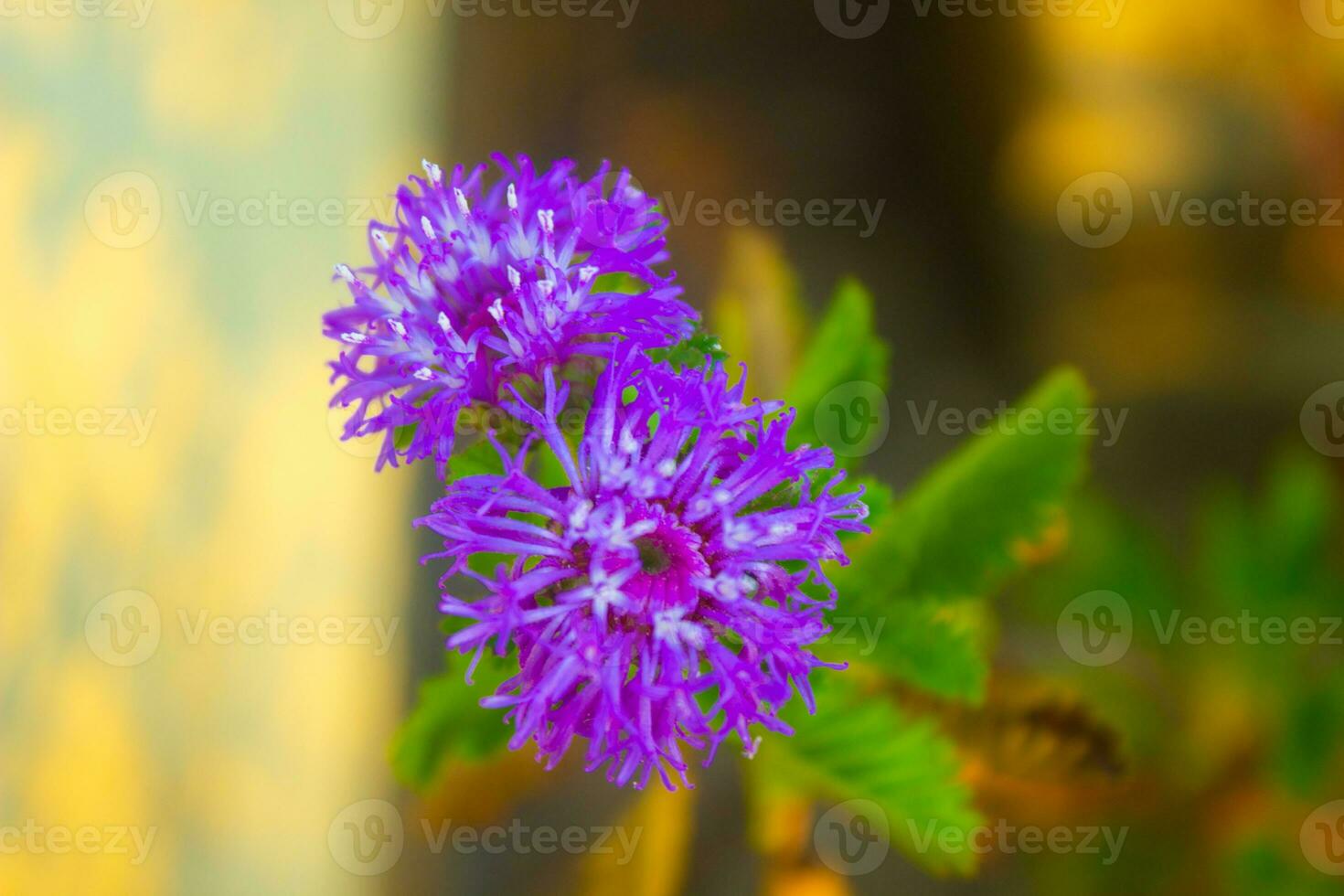 A close-up pixel of two purple flowers on a bush photo