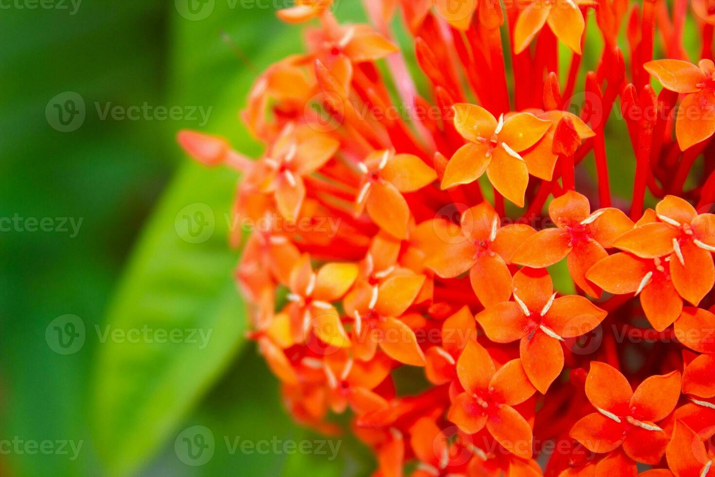 The Radiant Indian Rongon Flower. The Indian Rongon flower, scientifically known as Ixora coccinea photo