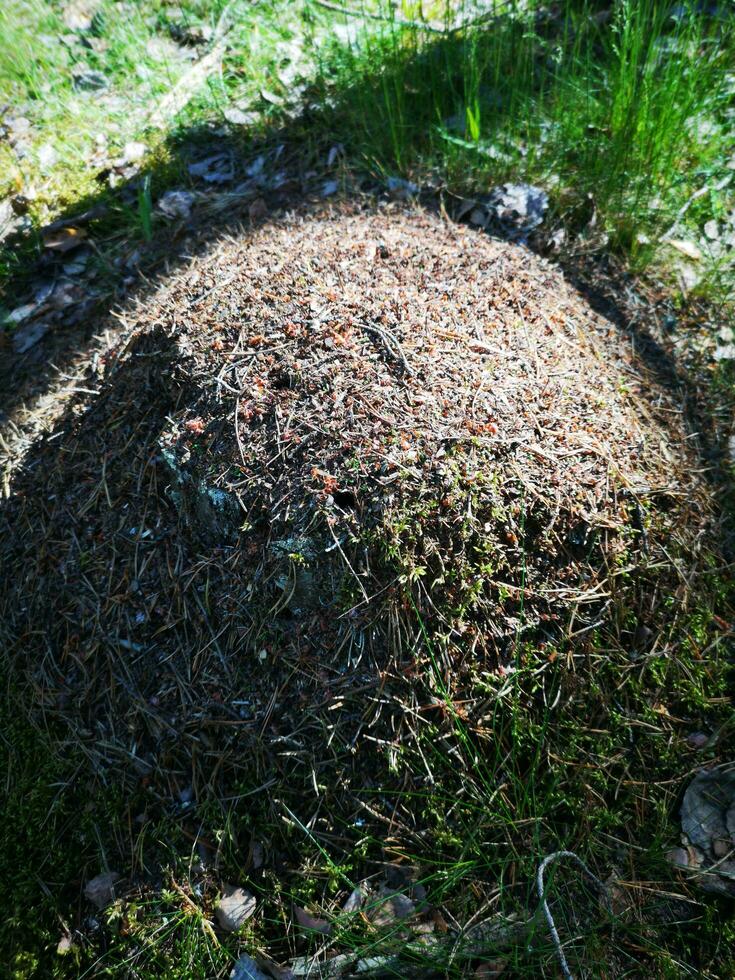 an anthill in the forest photo