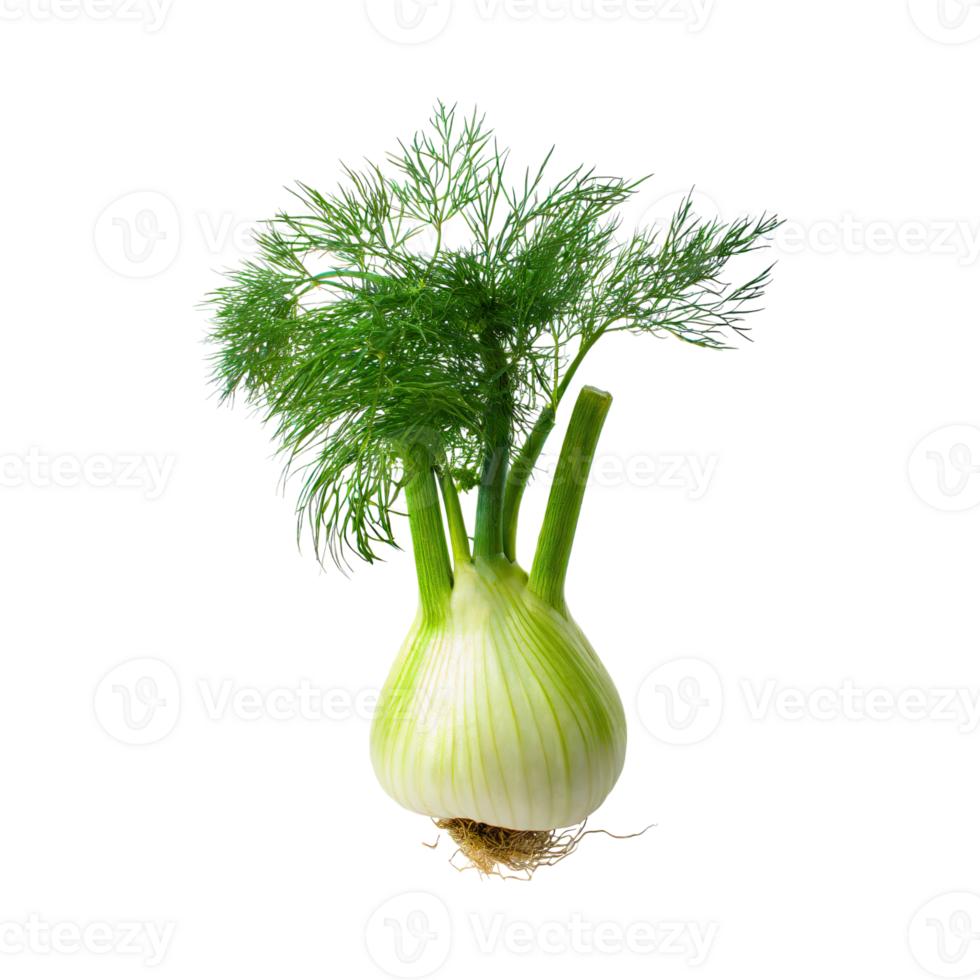 AI generated Green Fennel Bulb With Feathery Leaves, Without Shadow, Isolated Background png