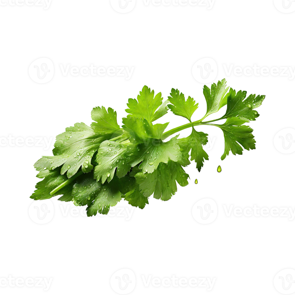 AI generated Bunch Of Fresh Green Leaf Of Celery With Water Drop, Isolated Background png
