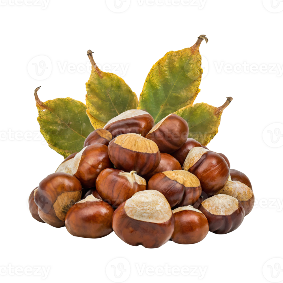 AI generated Bunch Of Brown Chestnut With A Spiky Shell, Blank Isolated Background png