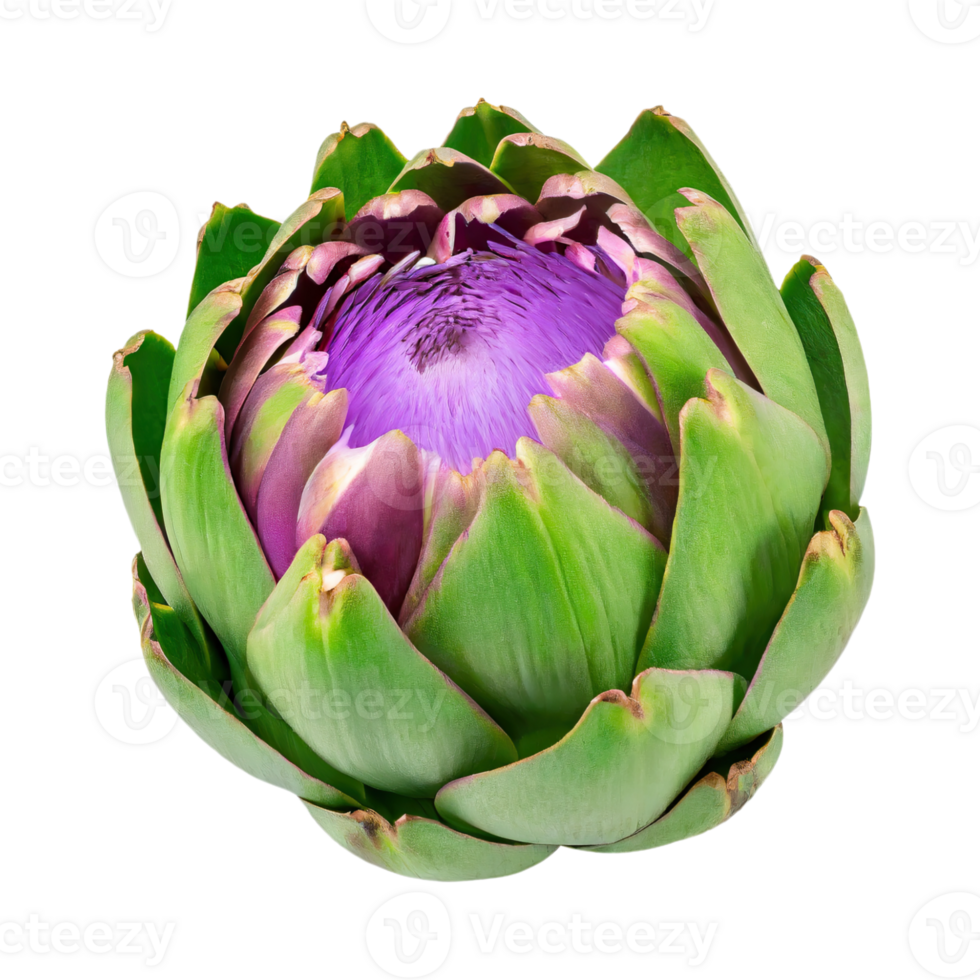 AI generated Floating Green Artichoke With A Purple Center png