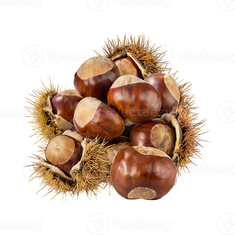 AI generated Bunch Of Brown Chestnut With A Spiky Shell, Blank Isolated Background png