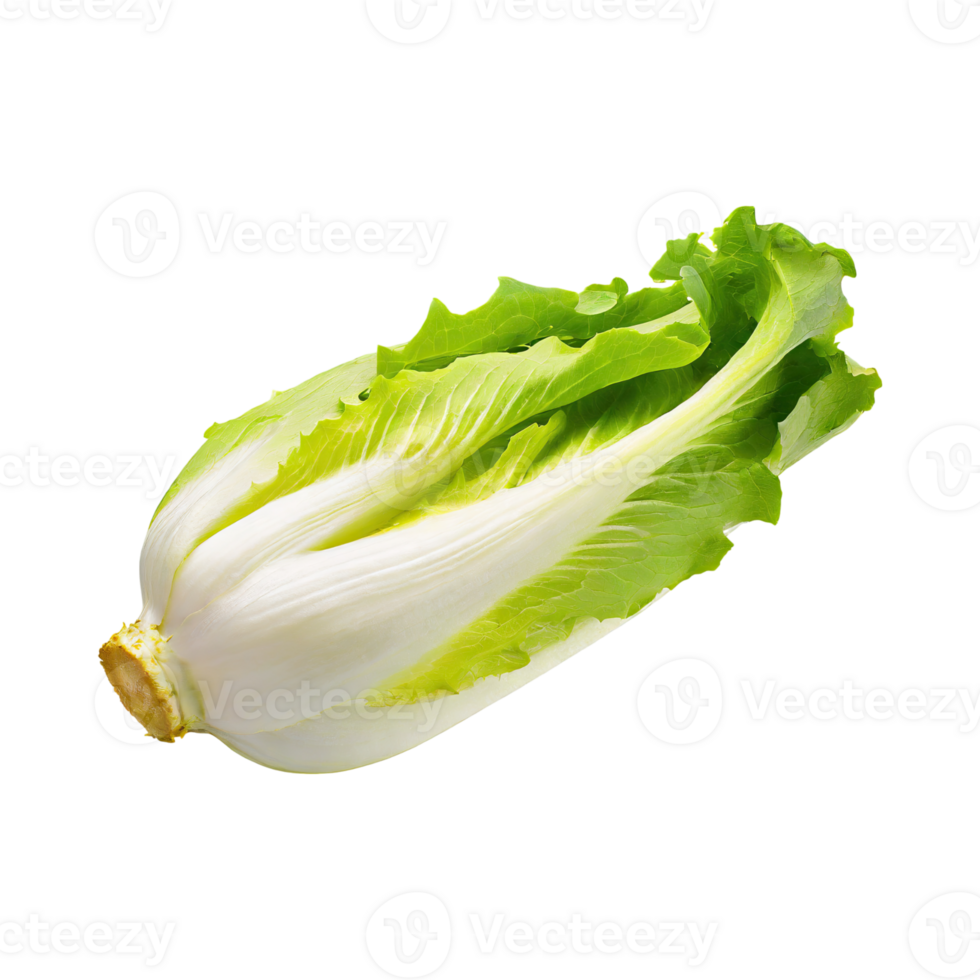 AI generated Floating Of Endive With A Crisp Texture, Isolated Transparent Background png