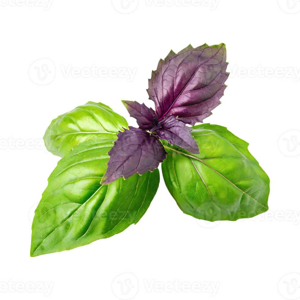 AI generated Green And Purple Basil Leaf, Without Shadow, Isolated Background png